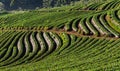 Strawberry farmland agricultural at doi chiang mai Thailand