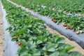 Strawberry field Royalty Free Stock Photo