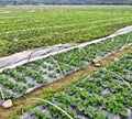 Strawberry field