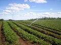 Strawberry field Royalty Free Stock Photo