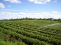 Strawberry field Royalty Free Stock Photo