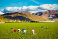 Strawberry Field Agriculture Workers