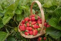 Strawberry field, basket fresh strawberries