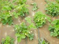 Strawberry field bio plantation irrigation system pipe white flowers blooming under mulch foil growing strawberries Royalty Free Stock Photo