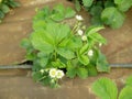 Strawberry field bio plantation white flowers blooming under mulch foil growing strawberries organic flowering bloom Royalty Free Stock Photo