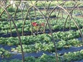 Strawberry Field Closeup in La Trinidad Strawberry Farm Baguio city Royalty Free Stock Photo