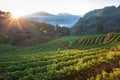 Strawberry field at doi angkhang mountain, chiangmai : thailand