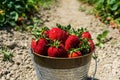 Strawberry field on farm fresh ripe strawberry in bucket next to strawberries bed