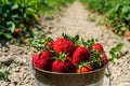 Strawberry field on farm fresh ripe strawberry in bucket next to strawberries bed Royalty Free Stock Photo