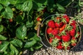 Strawberry field on farm fresh ripe strawberry in bucket next to strawberries bed Royalty Free Stock Photo