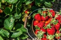 Strawberry field on farm fresh ripe strawberry in bucket next to strawberries bed Royalty Free Stock Photo