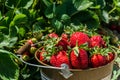 Strawberry field on farm fresh ripe strawberry in bucket next to strawberries bed Royalty Free Stock Photo