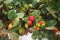 Strawberry field. Fresh ripe berries and flowers close-up. Agriculture, industry, gardening Royalty Free Stock Photo