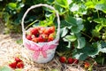 Strawberry field on fruit farm. Berry in basket. Royalty Free Stock Photo