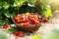 Strawberry field on fruit farm. Berry in basket. Royalty Free Stock Photo