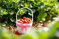 Strawberry field on fruit farm. Berry in basket Royalty Free Stock Photo