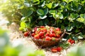 Strawberry field on fruit farm. Berry in basket Royalty Free Stock Photo