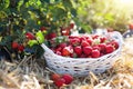 Strawberry field on fruit farm. Berry in basket Royalty Free Stock Photo