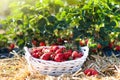 Strawberry field on fruit farm. Berry in basket Royalty Free Stock Photo