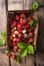 Strawberry field on fruit farm. Fresh ripe organic strawberries in old basket on pick your own berry plantation Royalty Free Stock Photo