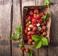 Strawberry field on fruit farm. Fresh ripe organic strawberries in old basket on pick your own berry plantation Royalty Free Stock Photo