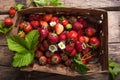 Strawberry field on fruit farm. Fresh ripe organic strawberries in old basket on pick your own berry plantation Royalty Free Stock Photo