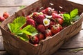 Strawberry field on fruit farm. Fresh ripe organic strawberries in old basket on pick your own berry plantation Royalty Free Stock Photo