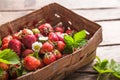 Strawberry field on fruit farm. Fresh ripe organic strawberries in old basket on pick your own berry plantation Royalty Free Stock Photo