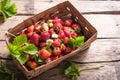 Strawberry field on fruit farm. Fresh ripe organic strawberries in old basket on pick your own berry plantation Royalty Free Stock Photo