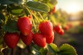 Strawberry field at golden hour Ripe red strawberries on branch Royalty Free Stock Photo