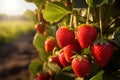 Strawberry field at golden hour Ripe red strawberries on branch Royalty Free Stock Photo