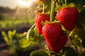 Strawberry field at golden hour Ripe red strawberries on branch Royalty Free Stock Photo