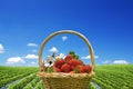 Strawberry field harvest