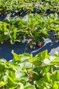 Strawberry field