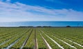 Strawberry Field on Pacific Ocean Royalty Free Stock Photo