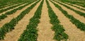 Strawberry field Royalty Free Stock Photo