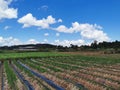 Strawberry field productin scenery, Northern Thaialnd