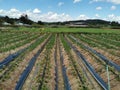 Strawberry field productin scenery, Northern Thaialnd