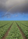 Strawberry field with rainbow
