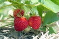 Strawberry field red organic fruits natural sugar dessert Royalty Free Stock Photo