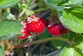 Strawberry field red organic fruits natural sugar dessert Royalty Free Stock Photo