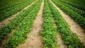 Strawberry field with ripe berries as background Royalty Free Stock Photo