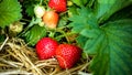 Strawberry Field with Ripe strawberries as background Royalty Free Stock Photo