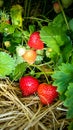 Strawberry Field with Ripe strawberries as background Royalty Free Stock Photo