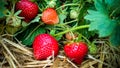 Strawberry Field with Ripe strawberries Royalty Free Stock Photo