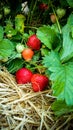 Strawberry Field with Ripe strawberries Royalty Free Stock Photo