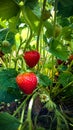 Strawberry Field with Ripe strawberries Royalty Free Stock Photo