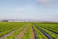 Strawberry Field in Salinas Valley, California Royalty Free Stock Photo