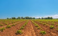 Strawberry field