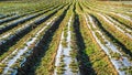 Strawberry fields in the Danubian Plain in autumn Royalty Free Stock Photo